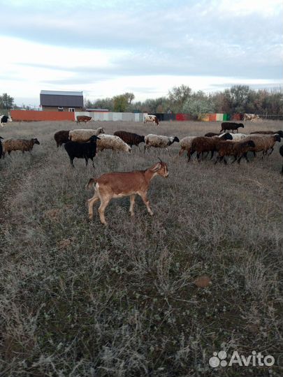 Нубийские козы