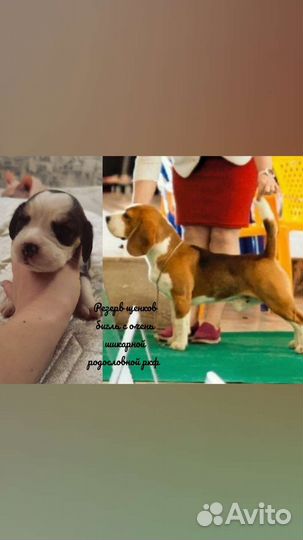 Шоу бигль щенки