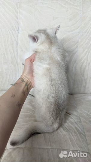 Британский котенок мальчик