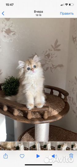 Длинношерстная девочка золотая шиншилла ny12