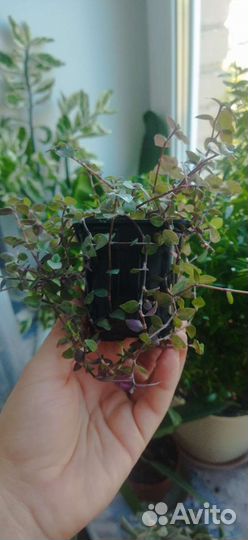 Каллизия (комнатное растение)