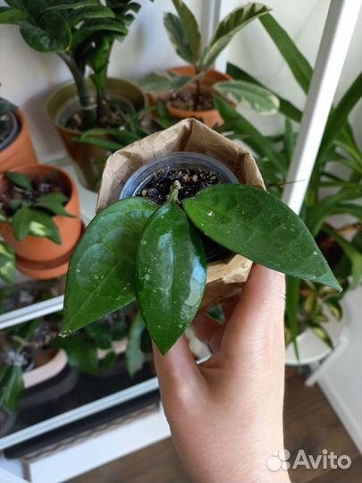 Комнатные растения