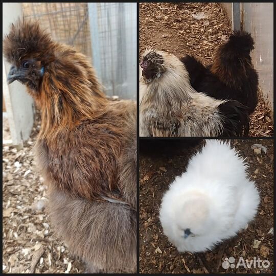 Инкуб яйцо шёлковых кур и мускусных уток, утята