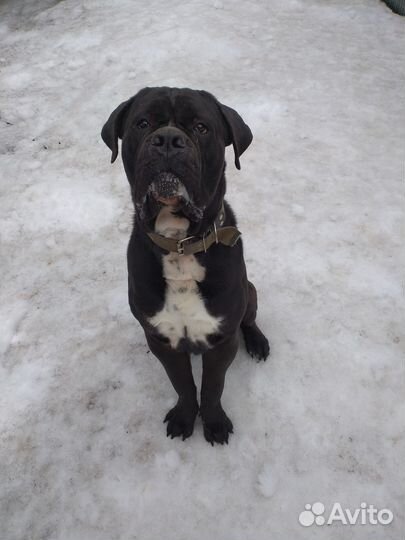 Дрессировка,выгул,передержка собак с кинологом