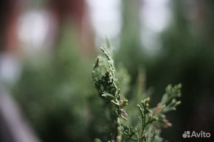 Carl Zeiss Jena DDR Tevidon 25/1.4 c-mount на m4/3