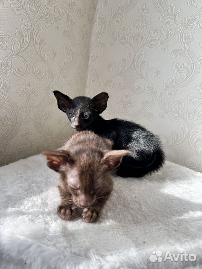 Ориентальные котята