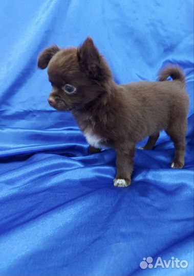 Чихуахуа Шоколадная Девочка и Лиловый Мальчик