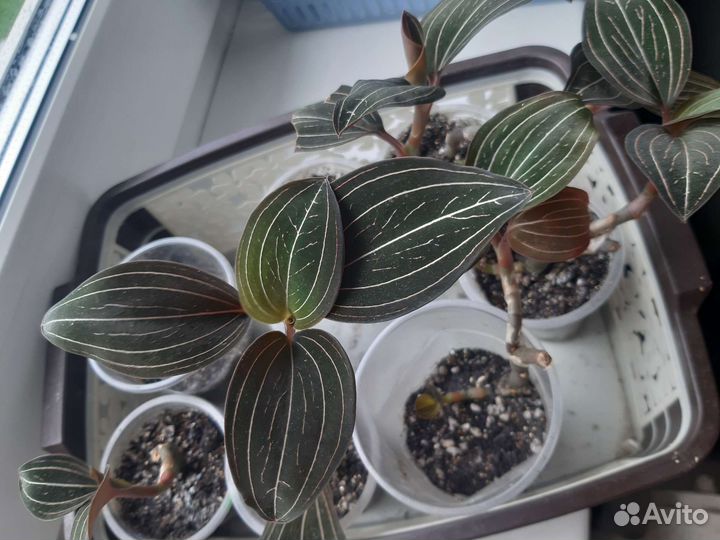 Орхидея лудизия или драгоценная орхидея