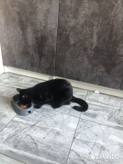 Кот в добрые руки