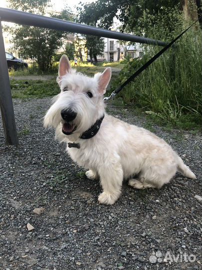 Скотч-терьер для вязки