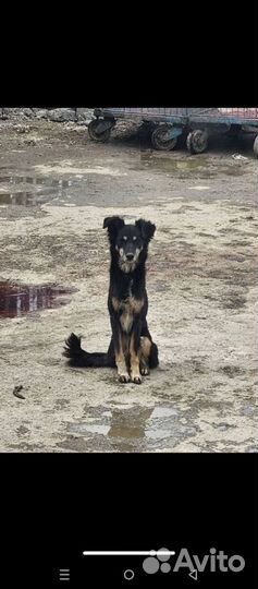 Барби в поисках дома