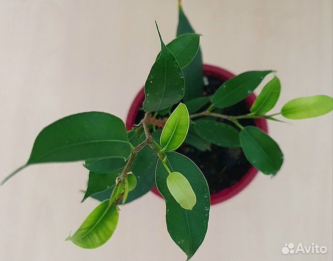 Фикусы три вида