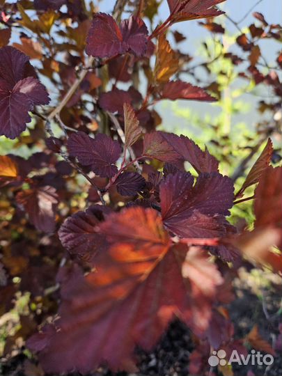 Дерен белый, пузыреплодник