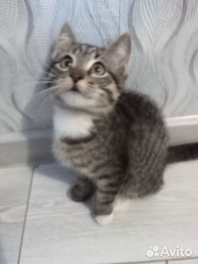 Кошки в добрые руки