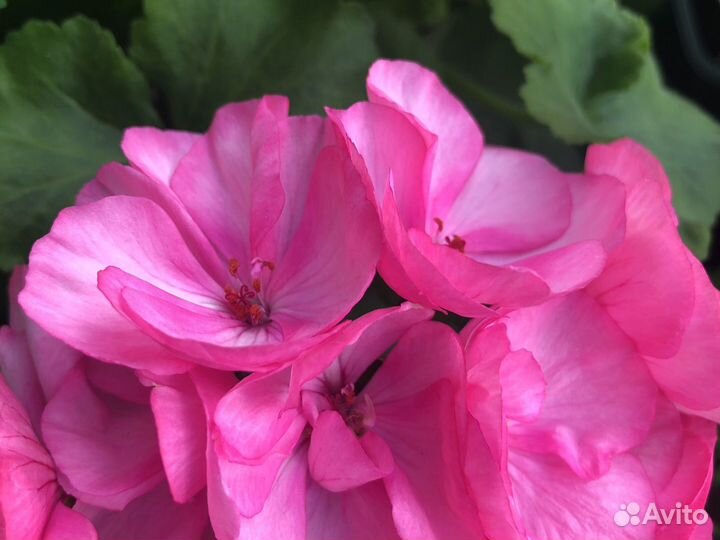 Пеларгонии сортовые