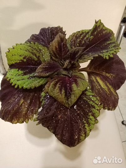 Колеус крупный