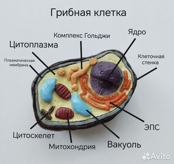 Модели всех типов клеток