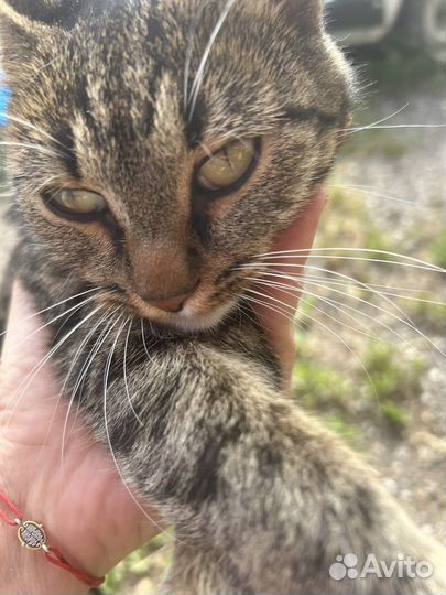 Кошки в добрые руки бесплатно