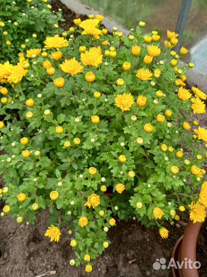 Хризантемы на посадку