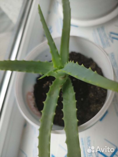 Алоэ столетник лечебный