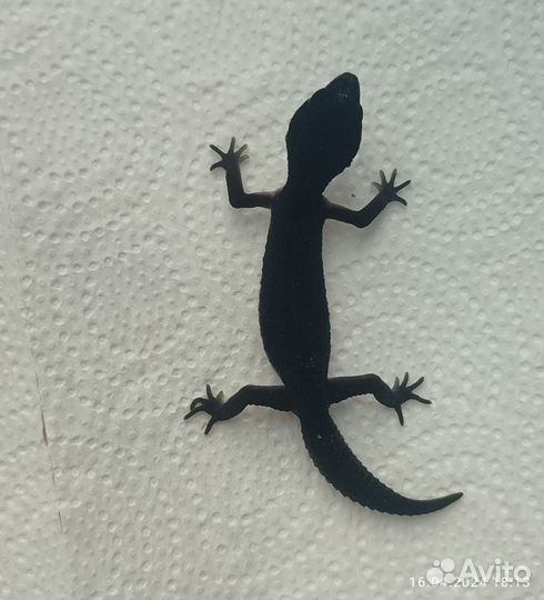 Пятнистый эублефар геккон MS Black Night Блек Найт