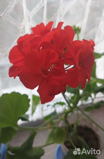 Герань пеларгония