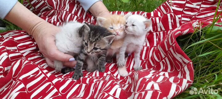 Котята в добрые руки