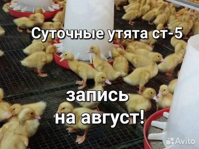 Утята суточные оптом