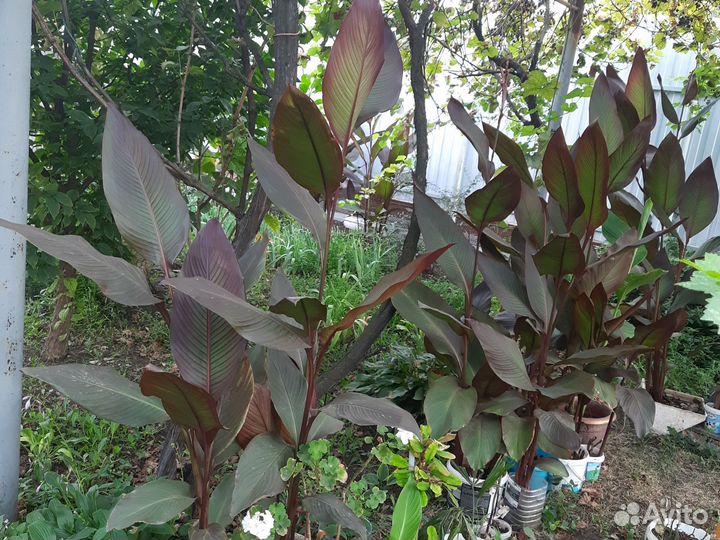 Семена канны