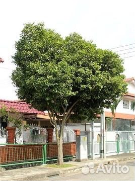 Испанская вишня, семена опт и розница