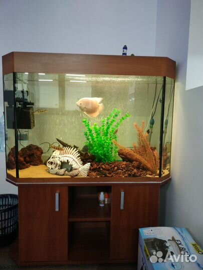 Промысловые гурами, цихлы келберри, аквариум 300л