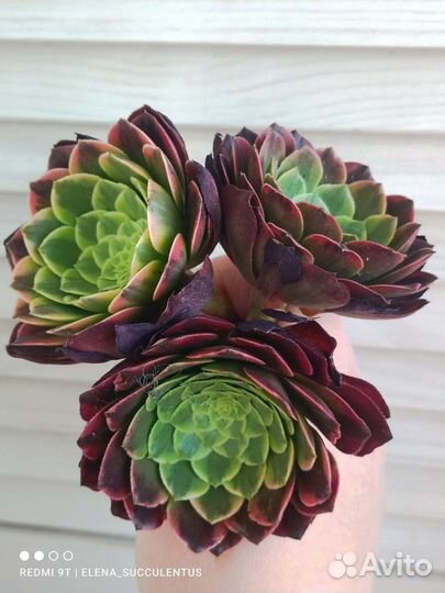 Эониум. Редкие вариегатные эониумы. Суккуленты