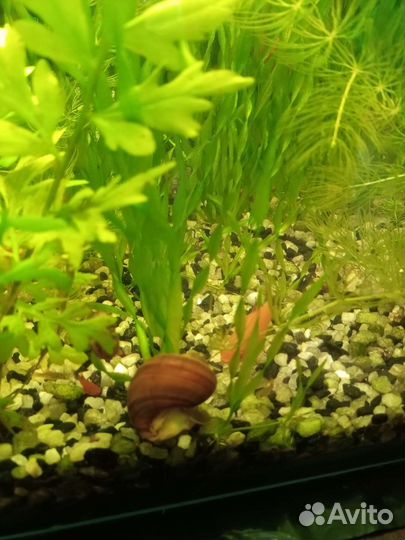 Роголистник, валлиснерия спиральная