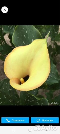 Маргаритки, астильба, бузульник, каллы