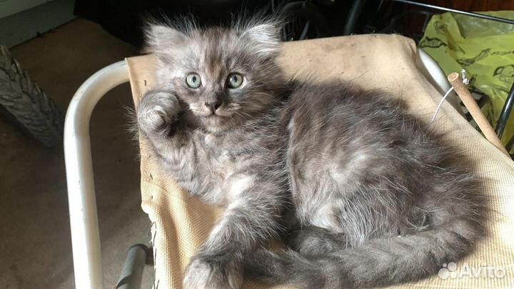 Британский вислоухий