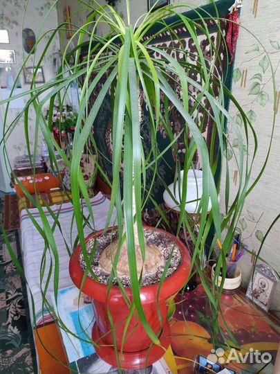 Бутылочное дерево