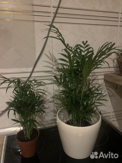 Продам пальму Хамедорею