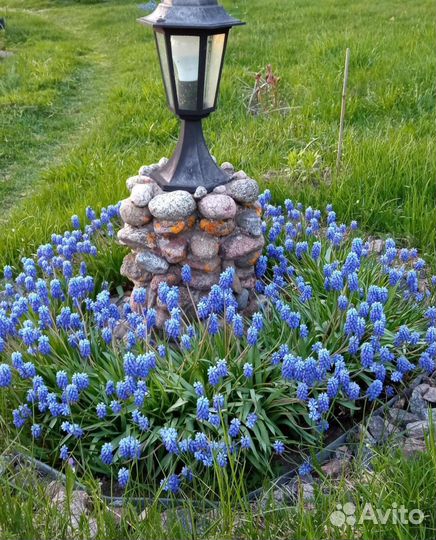 Саженцы многолетних цветов из сада