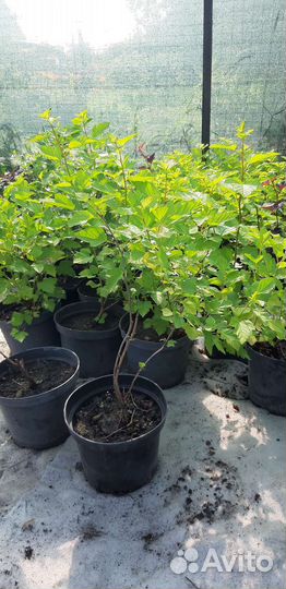 Пузыреплодник