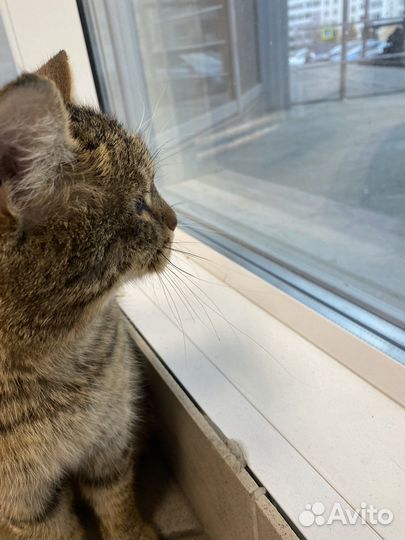 Котик в добрые руки