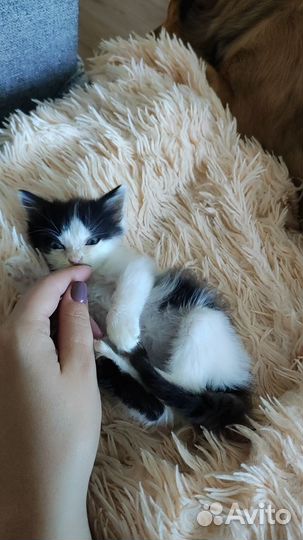 Котенок в дар