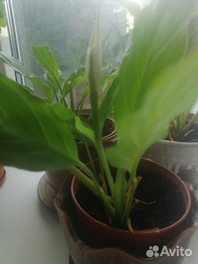 Спатифиллум