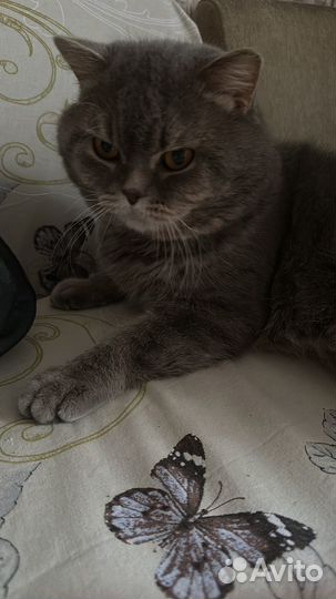 Кот для вязки Шотландец Бесплатно