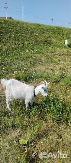 Козлята