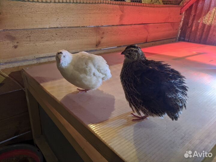 Инкубационное яйцо Техасского перепела