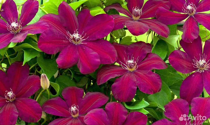 Клематис Мазовше (Mazowsze)