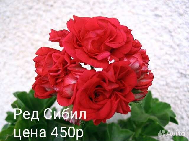 Сортовые пеларгонии