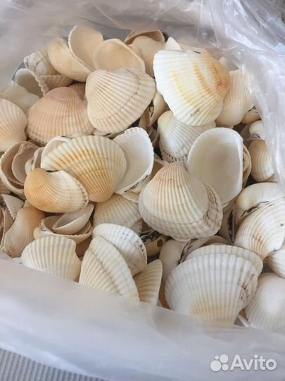 Морские ракушки раковины