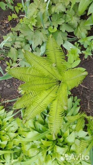 Хоста папоротник спирея, дев виноград, колокольчик