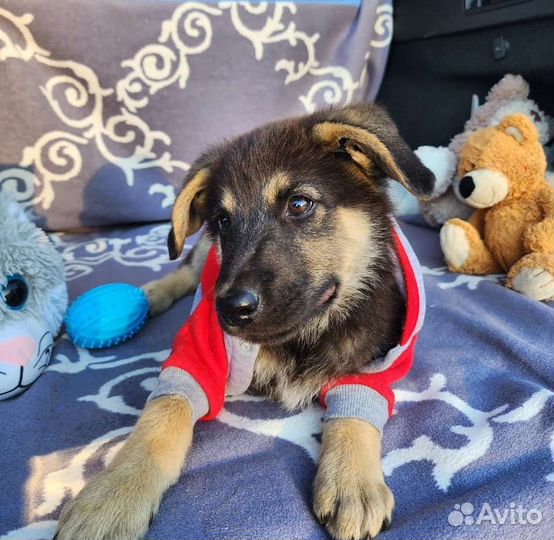 Немецкая овчарка(метис) в добрые руки